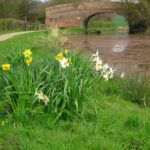 Daffs at the Bridge sm